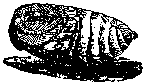 enamored in a silly or sentimental way